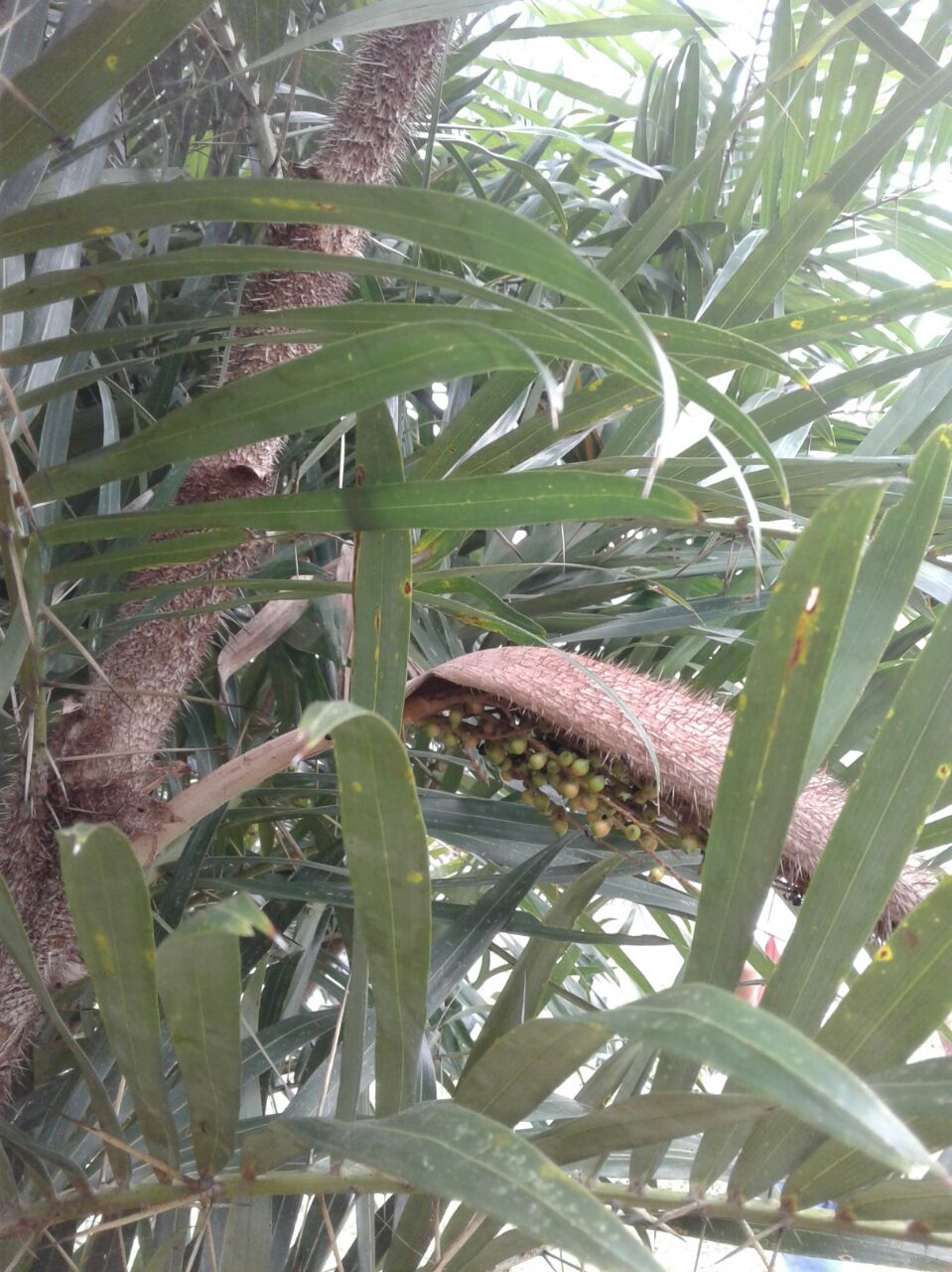 Maleza: Palma lata