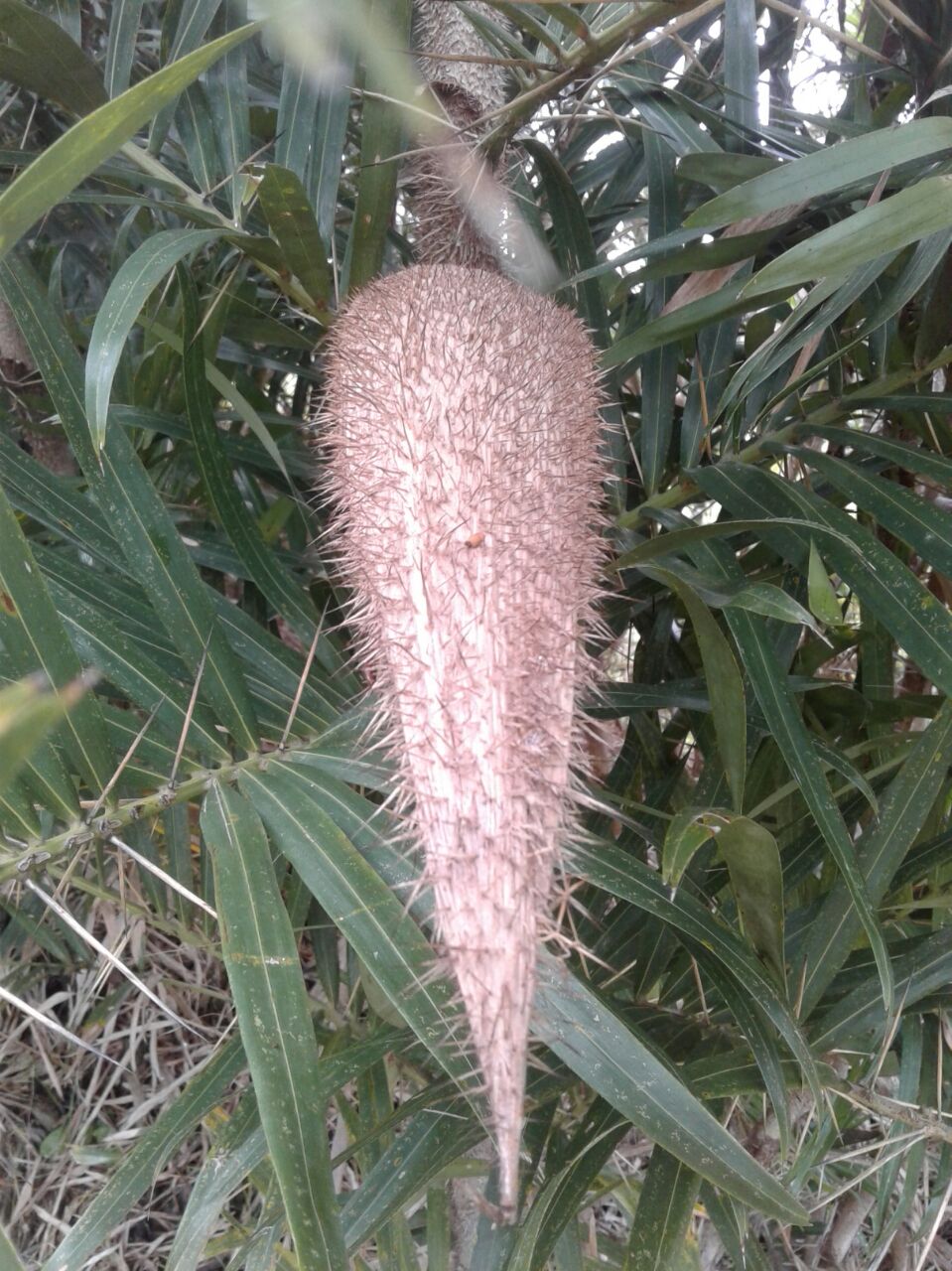 Maleza: Palma lata
