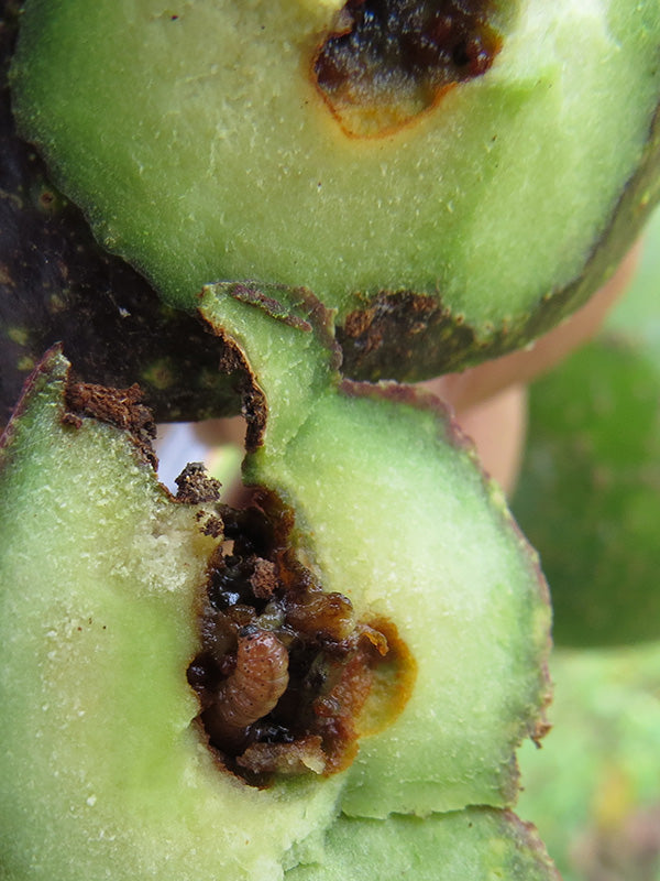 Plagas: Pasador del fruto del aguacate