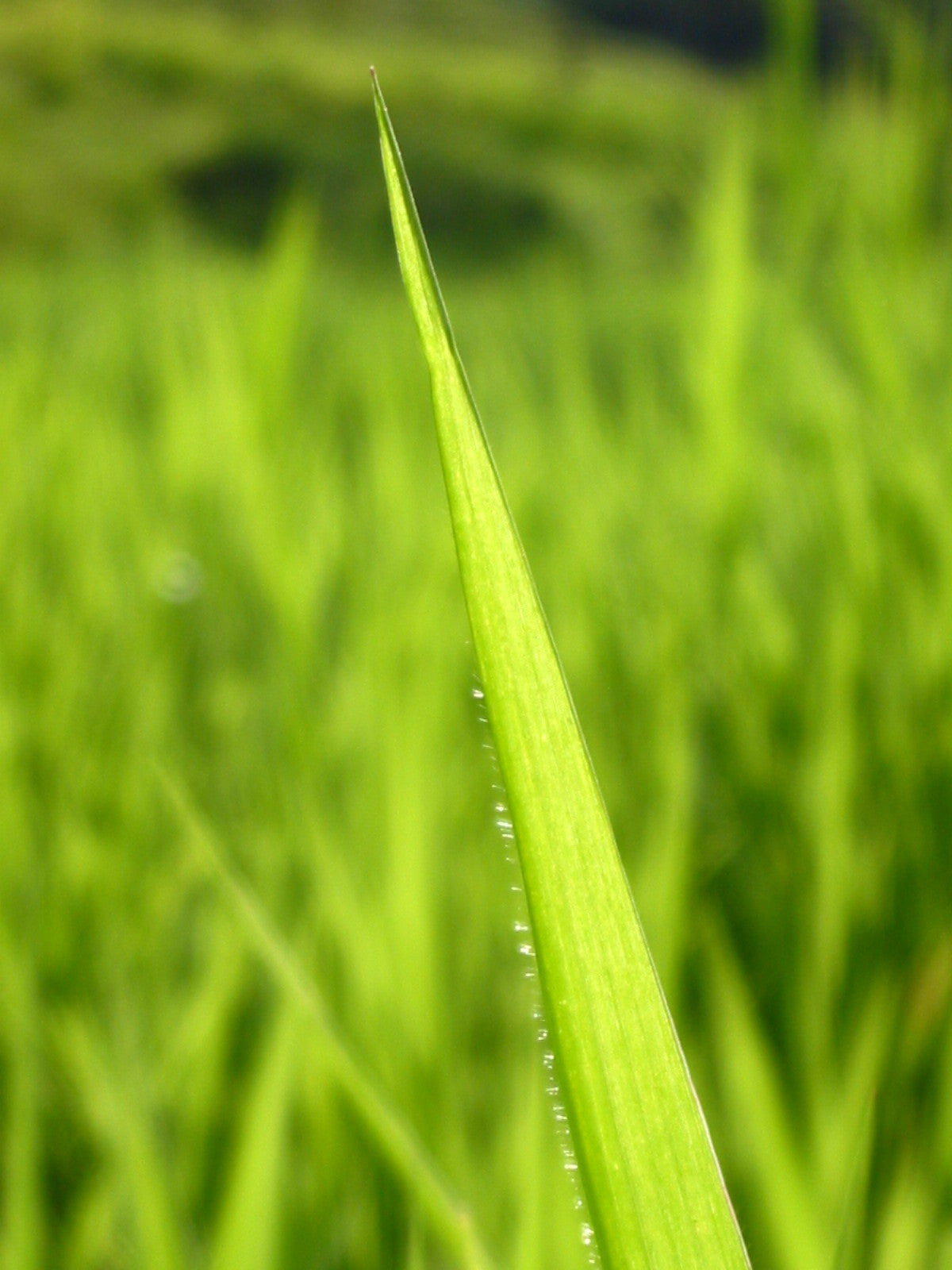 Cultivos: Pasto brachiaria
