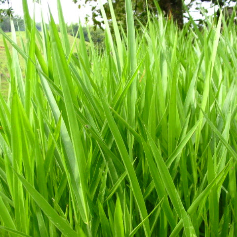 Cultivos: Pasto brachiaria