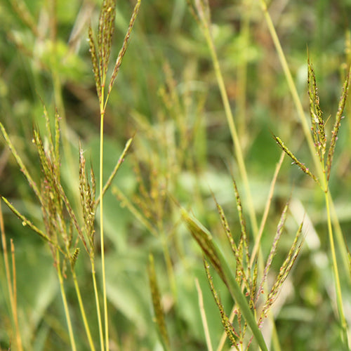 Cultivos: Pasto colosuana