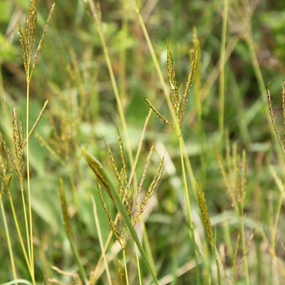 Pasto colosuana