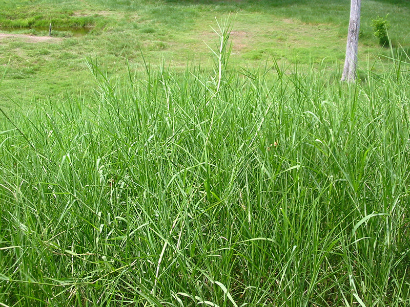 Cultivos: Pasto estrella africana