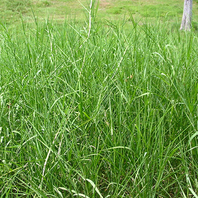 Pasto estrella africana