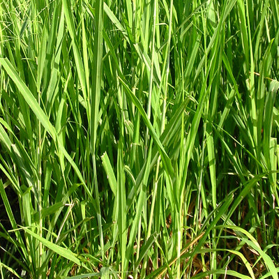 Pasto guinea