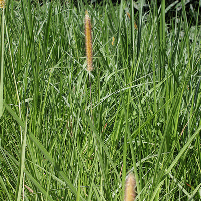 Pasto king grass