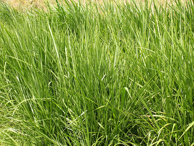 Cultivos: Pasto king grass