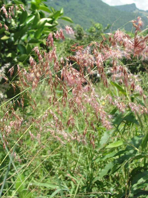 Maleza: Pasto lanudo