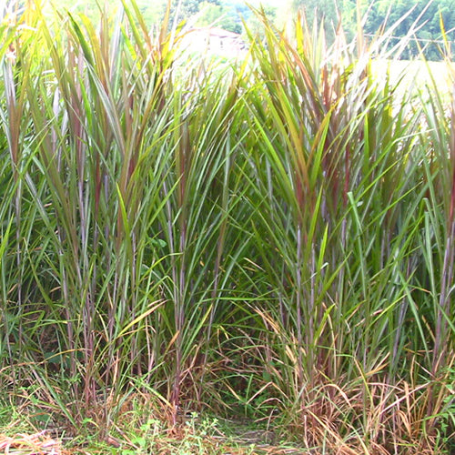 Cultivos: Pasto maralfalfa