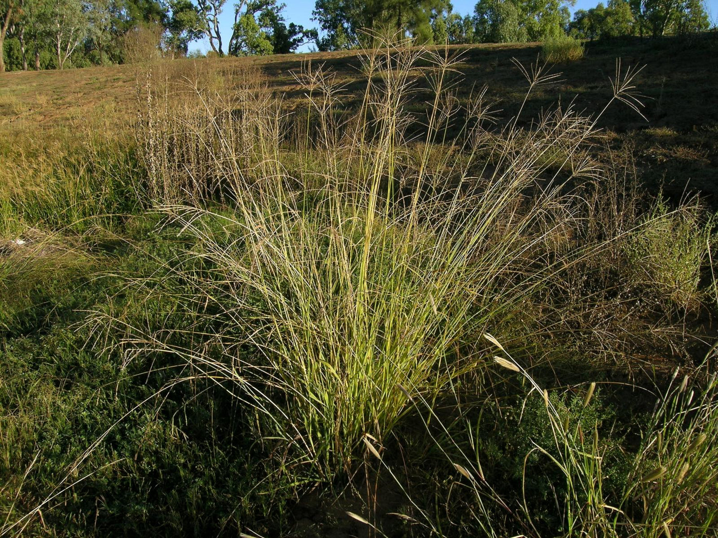 Cultivos: Pasto pangola