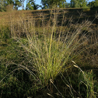 Pasto pangola
