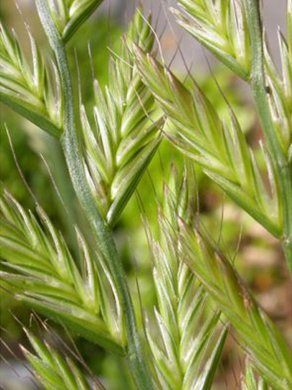 Cultivos: Pasto ray grass