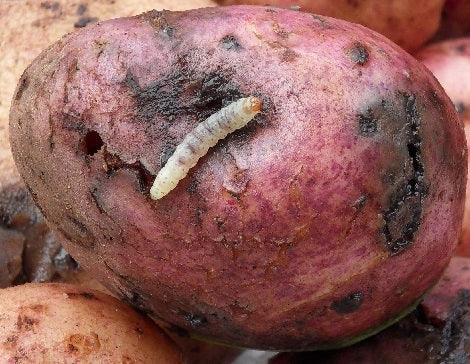 Plagas: Polilla guatemalteca