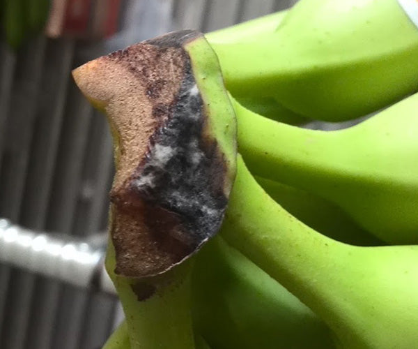 Enfermedad:  Pudrición de corona en banano