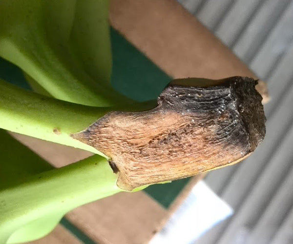 Enfermedad:  Pudrición de corona en banano