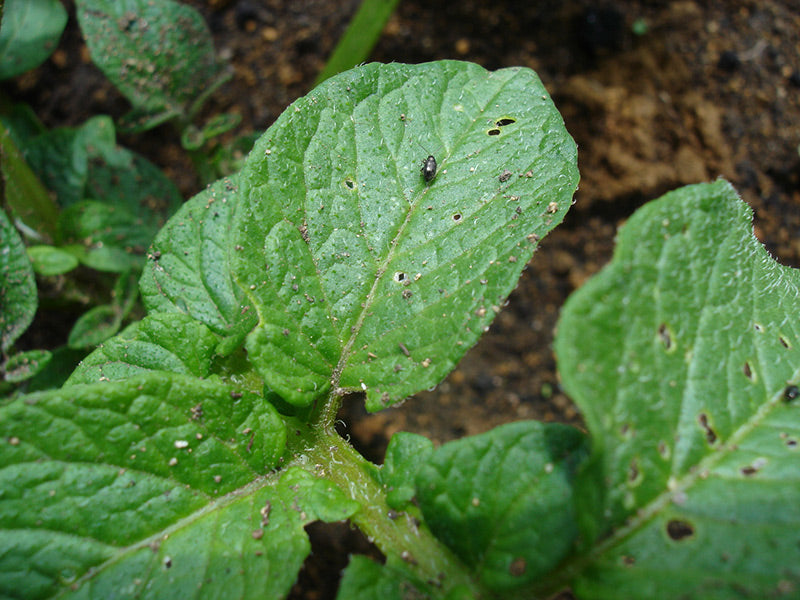 Plagas: Pulguilla