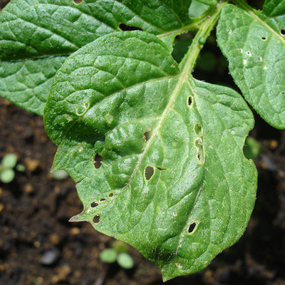 Pulguilla