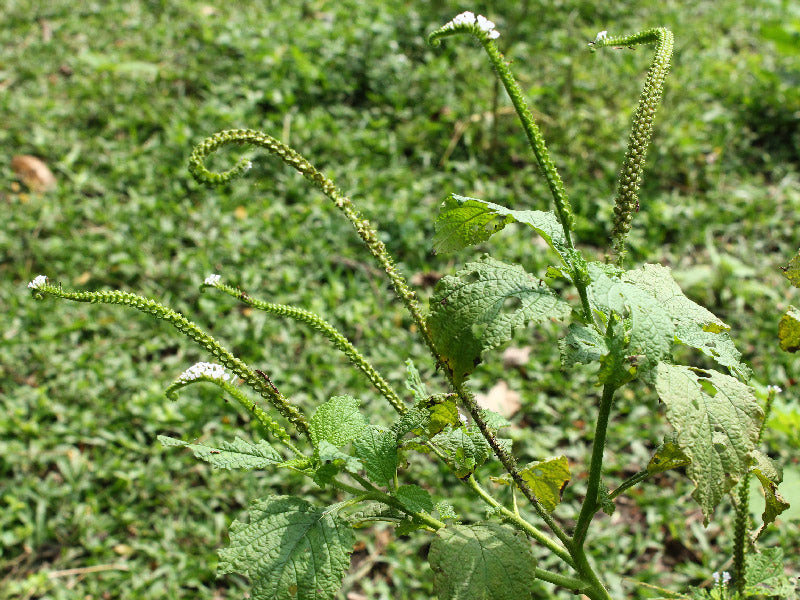 Maleza: Rabo de alacrán