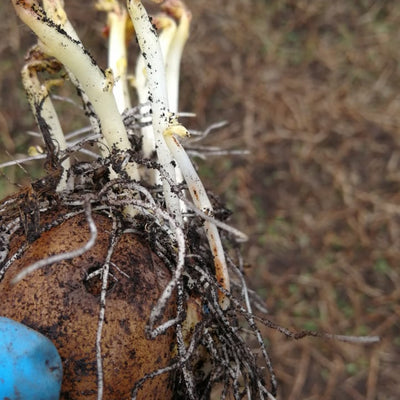 Enfermedad:  Rhizoctoniasis