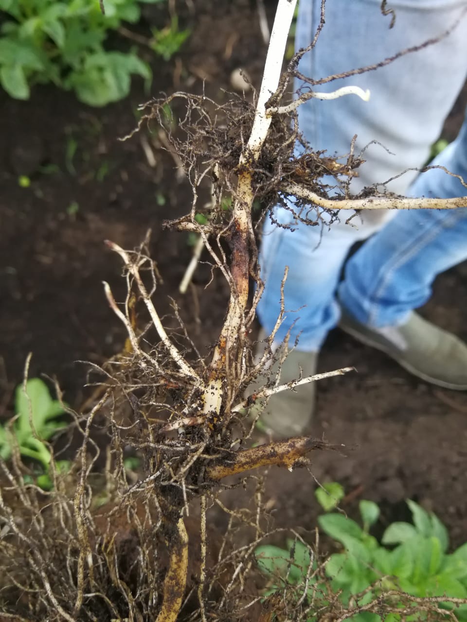 Enfermedad:  Rhizoctoniasis