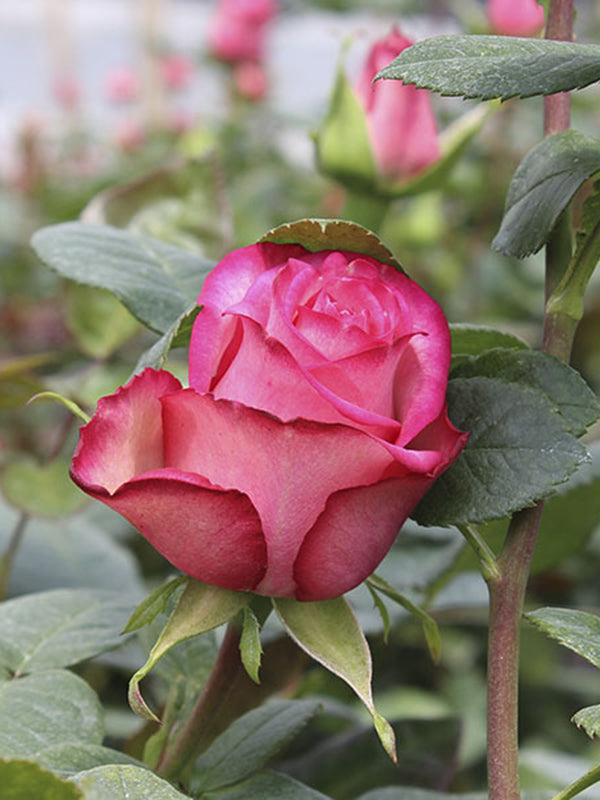 Cultivos: Rosa