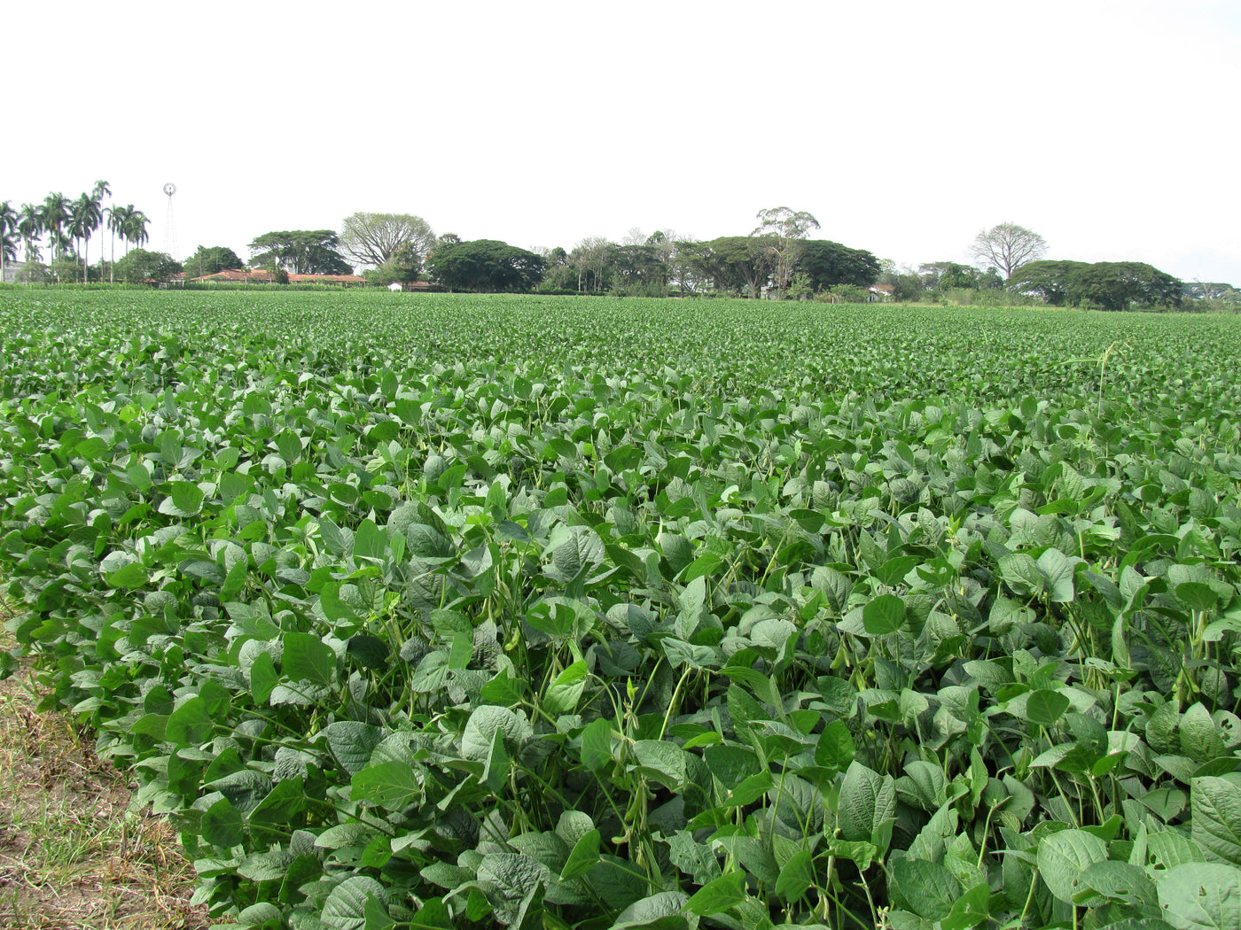 Cultivos: Soya