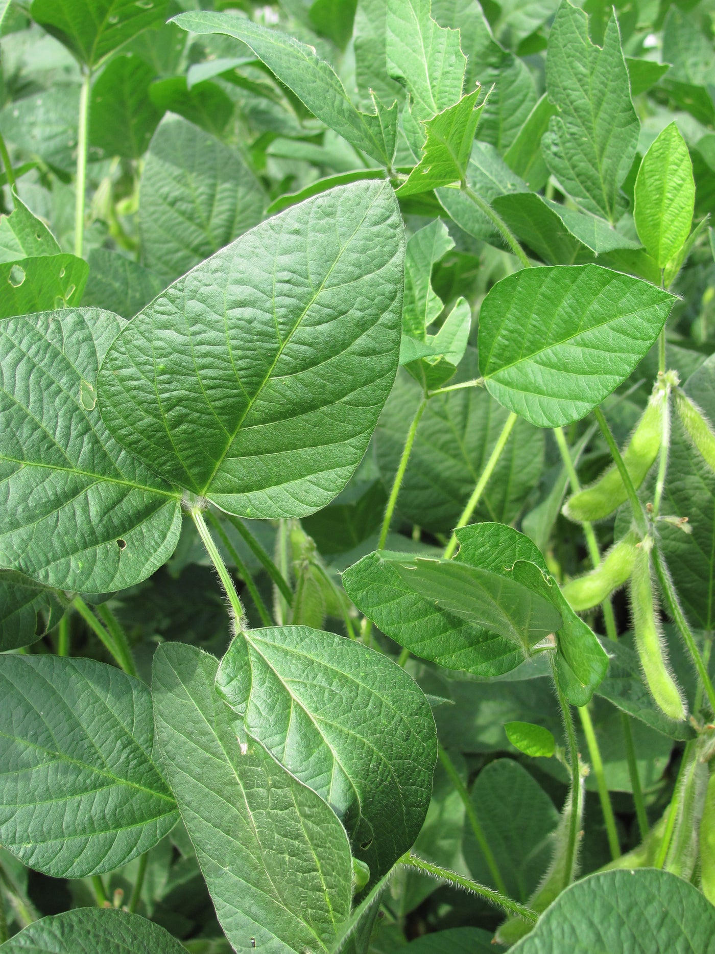 Cultivos: Soya