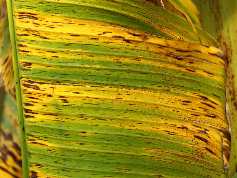Enfermedad:  Sigatoka amarilla