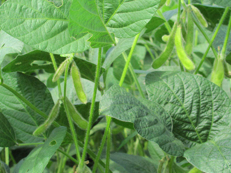 Cultivos: Soya