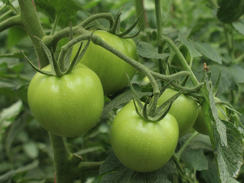 Cultivos: Tomate
