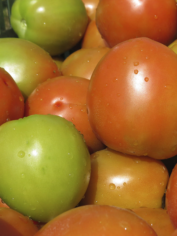 Cultivos: Tomate