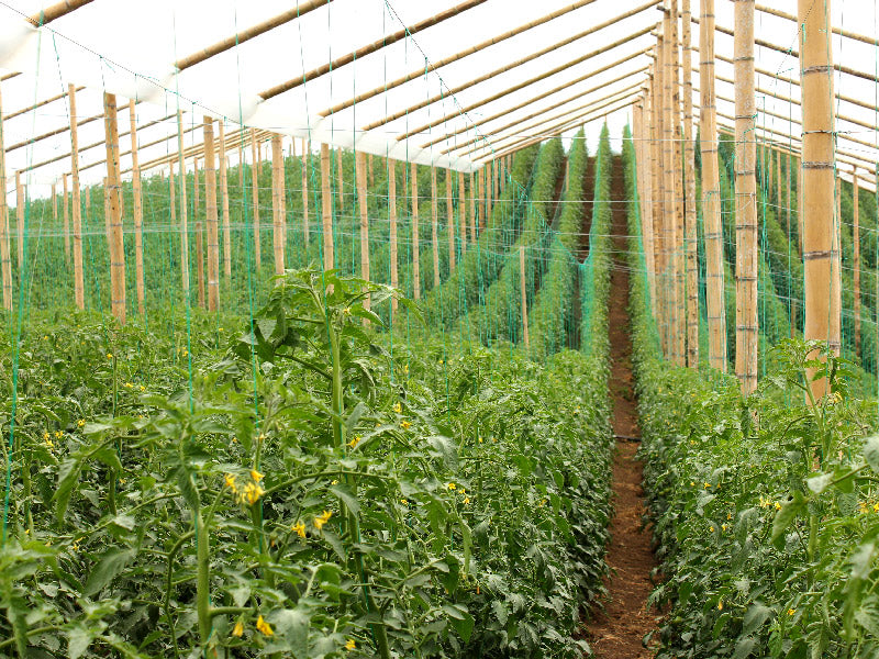 Cultivos: Tomate