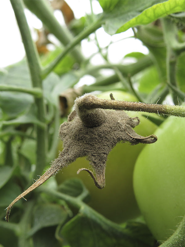 Enfermedad:  Botrytis en tomate