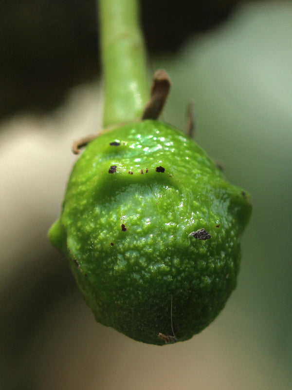 Plagas: Trips en aguacate