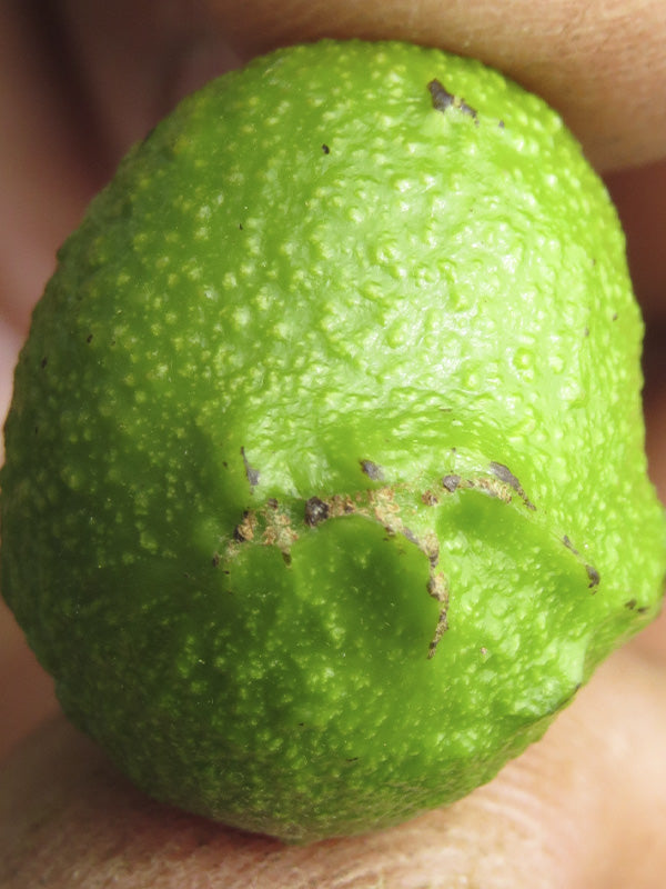 Plagas: Trips en aguacate