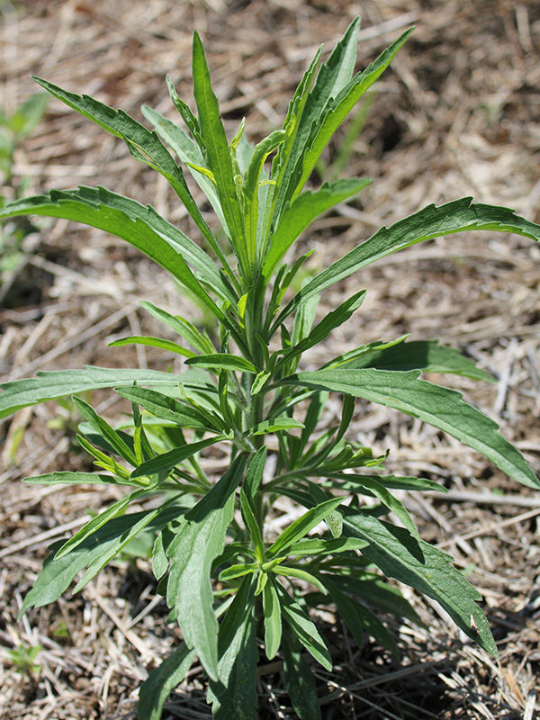 Maleza: Venadillo