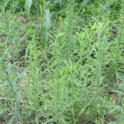 Venadillo