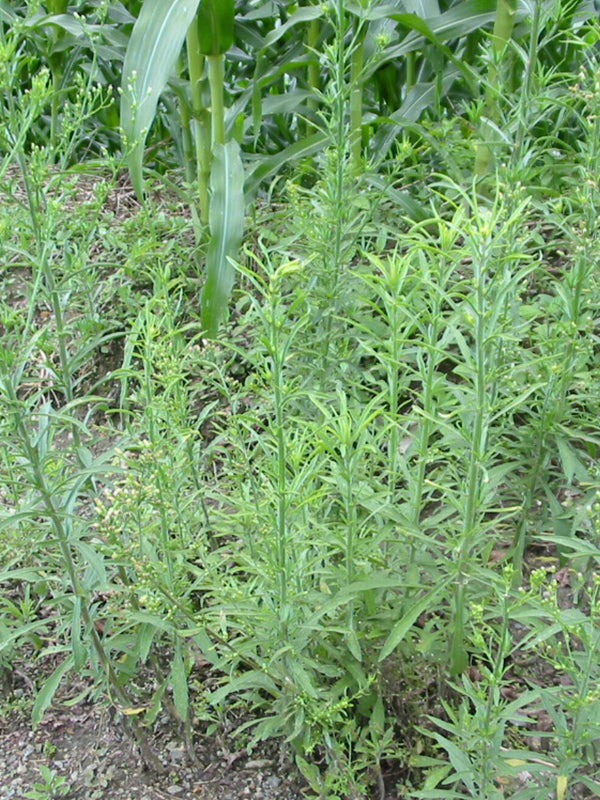 Maleza: Venadillo
