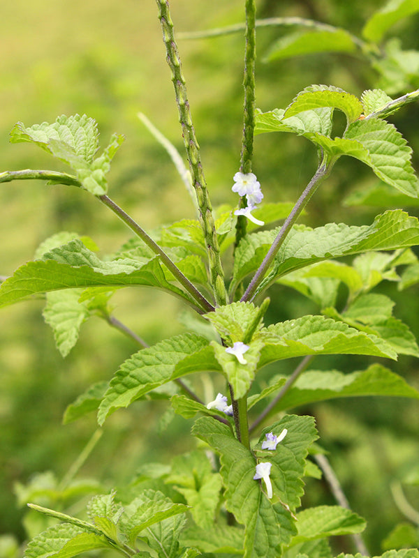 Maleza: Verbena negra