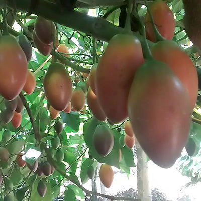 Tomate de árbol