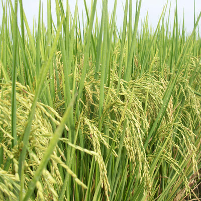 Arroz