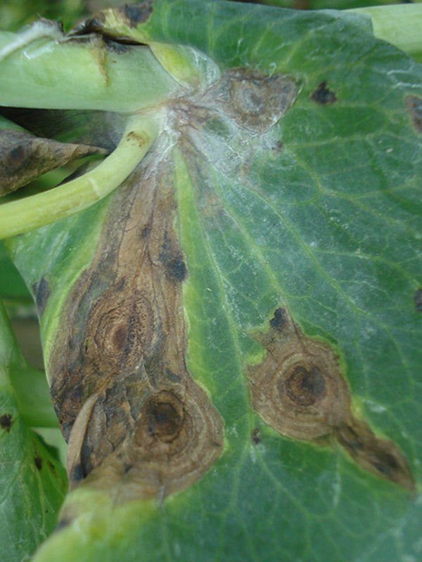 Efermedad: Mancha de Ascochyta