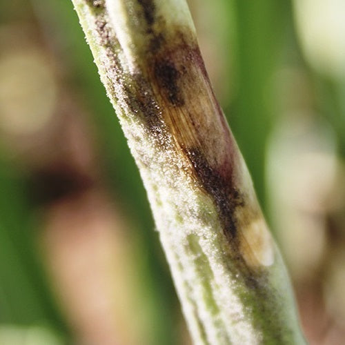 Efermedad: Botrytis en cebolla