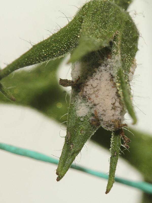 Enfermedad:  Botrytis en tomate