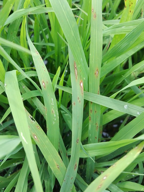 Enfermedad:  Piricularia del arroz