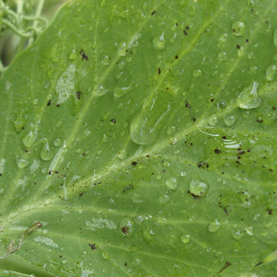Enfermedad: Mancha foliar