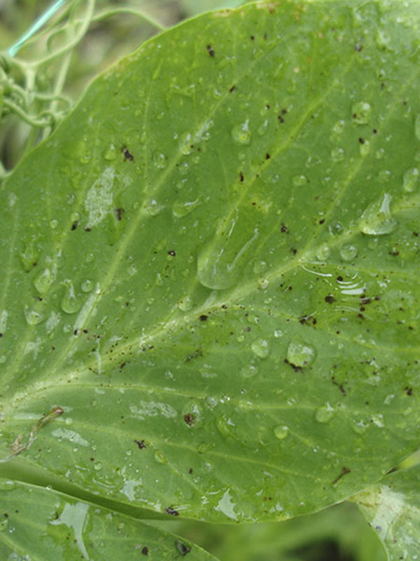 Enfermedad: Mancha foliar