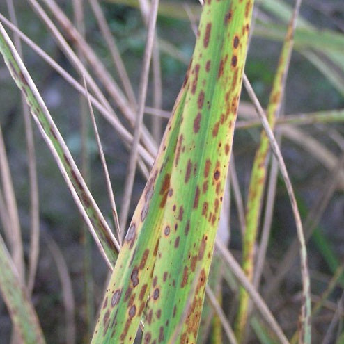 Enfermedad:  Manchado del grano