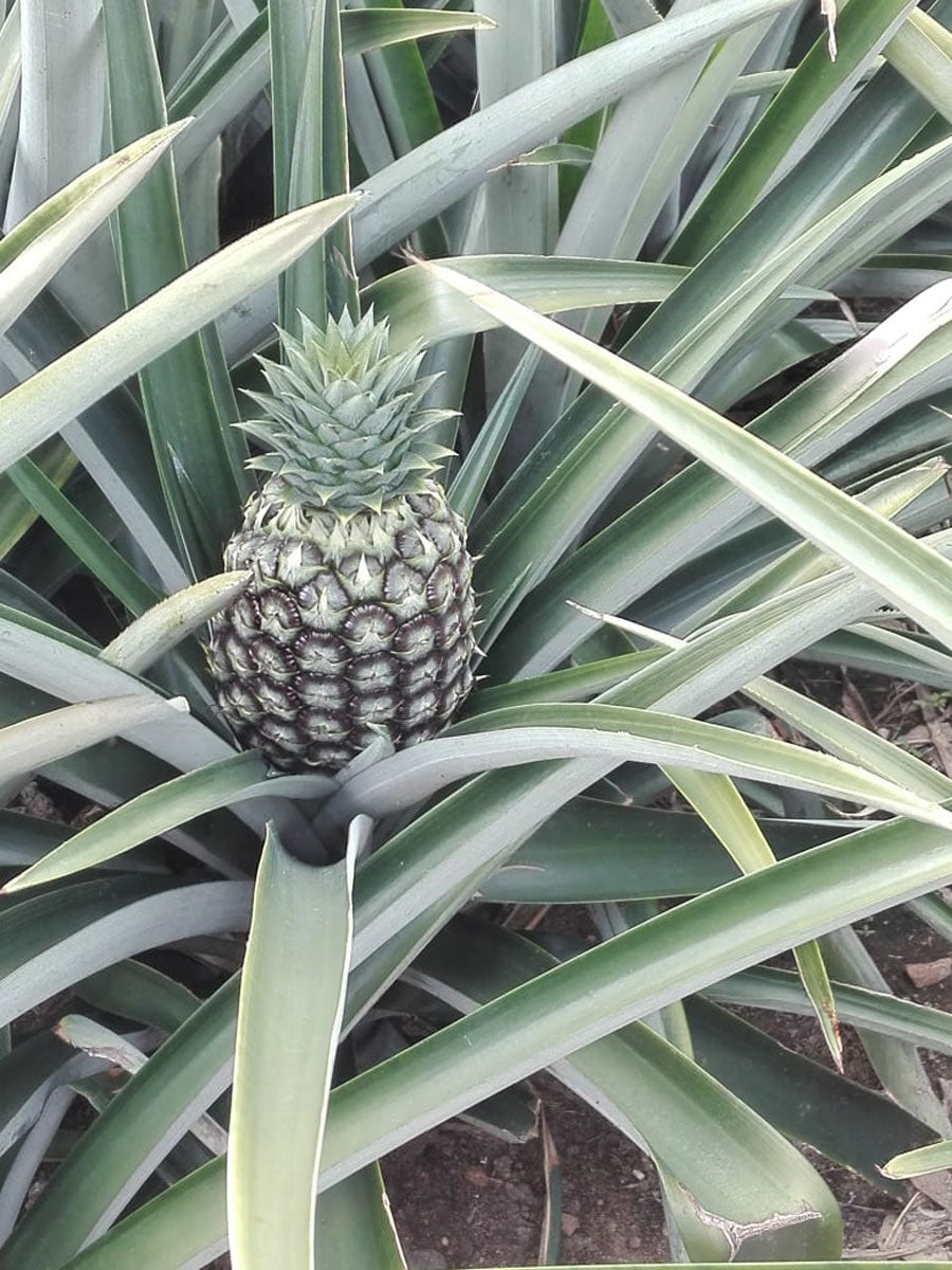 Cultivos: Piña